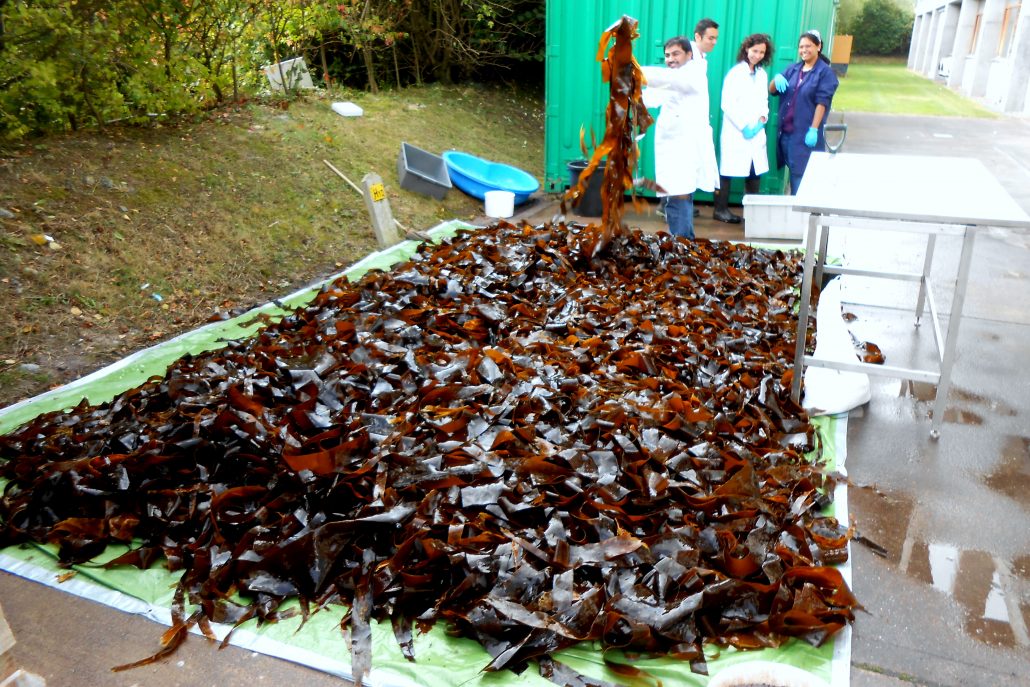 Bioenergy