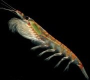 RS34352_antarctic-krill2-180x180