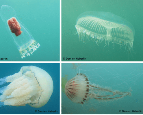 Jelly Fish - Damien Haberlin