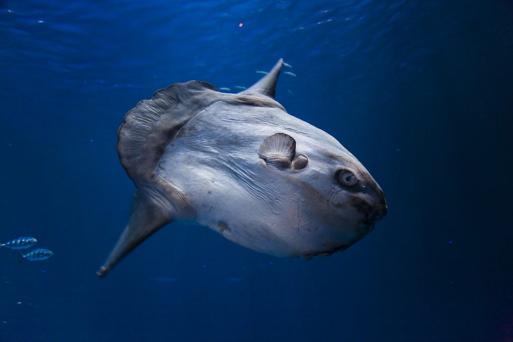 Рыба луна клюет. Sunfish рыба. Рыба Луна в Красном море. Рыба солнце (Sunfish),. Рыба Луна маленькая.