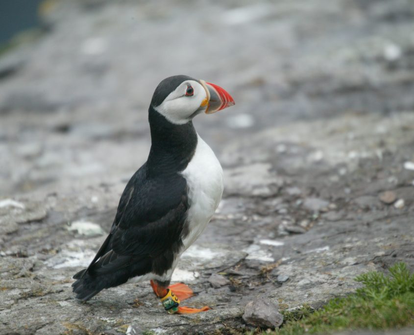 Puffin penguin picture
