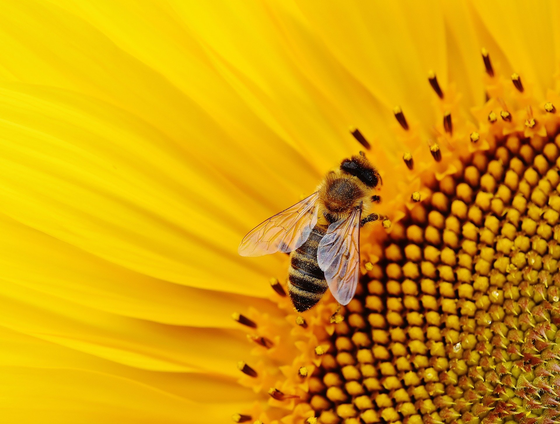 Bees – Significant Contribution Under Threat Newstalk 'Green Scene' - MaREI